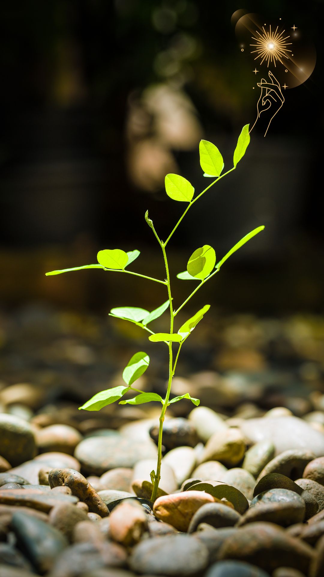 Le cocon privé J'ose et Alors vous aide à manifester votre abondance